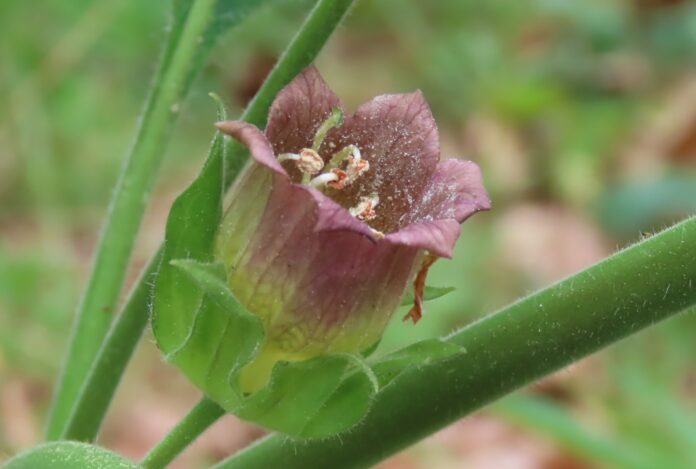 AtropaBelladonna_Blüte_Claudia